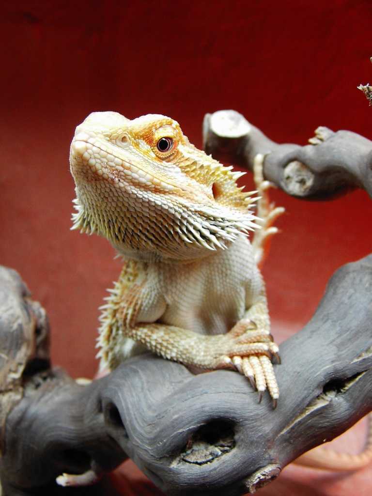 Reptil Kao Kucni Ljubimac 3