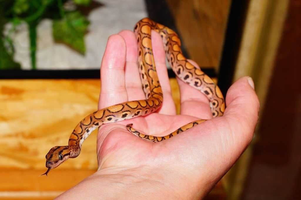 Reptil Kao Kucni Ljubimac 4