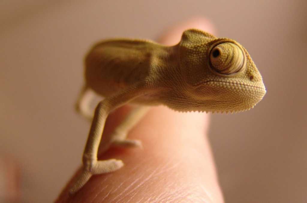 Reptil Kao Kucni Ljubimac 5