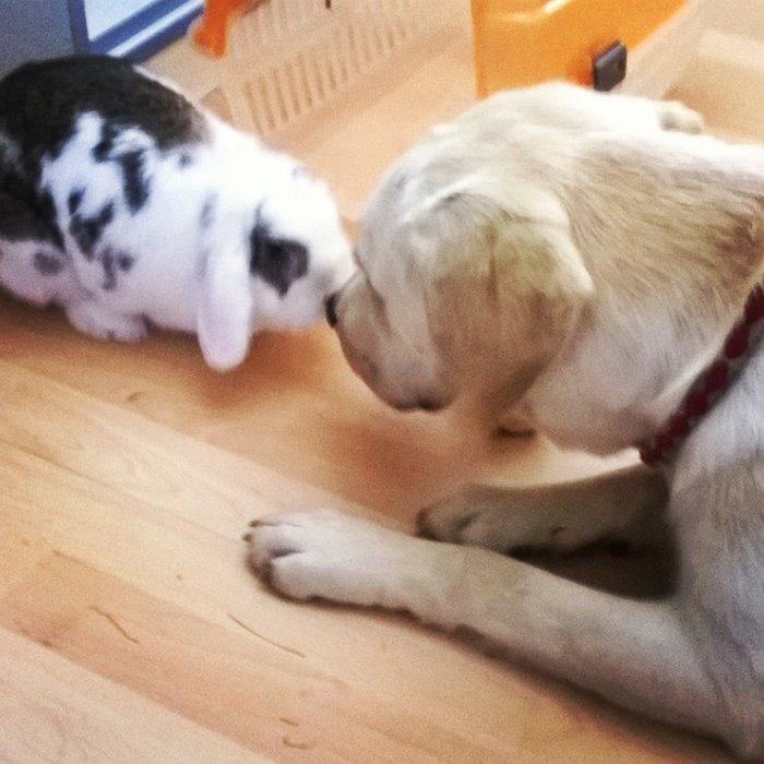Kunić Kao Kućni Ljubimac 4 Kunic Kao Kucni Ljubimac 5