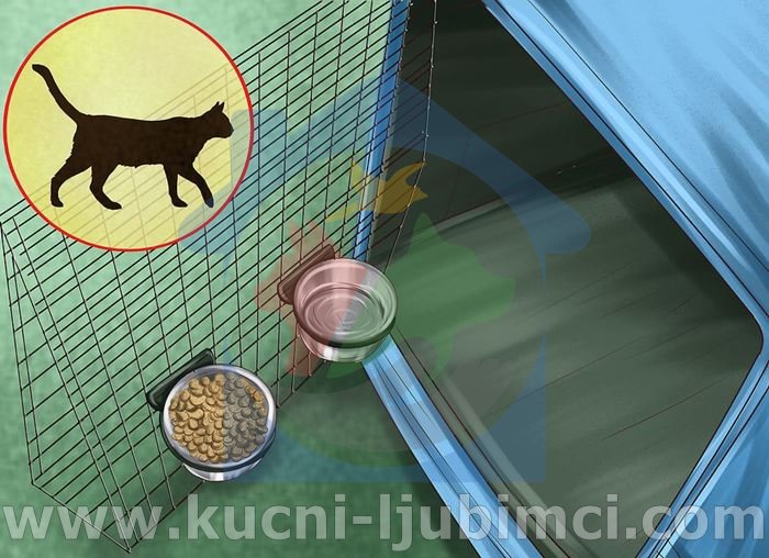 10 Savjeta Kako Biti Dobar Vlasnik Ljubimca 01