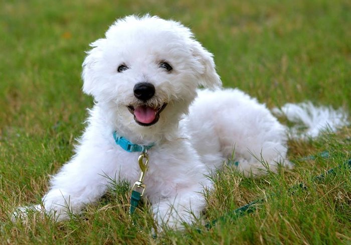 Psi Koji Se Ne Linjaju Bichon 2