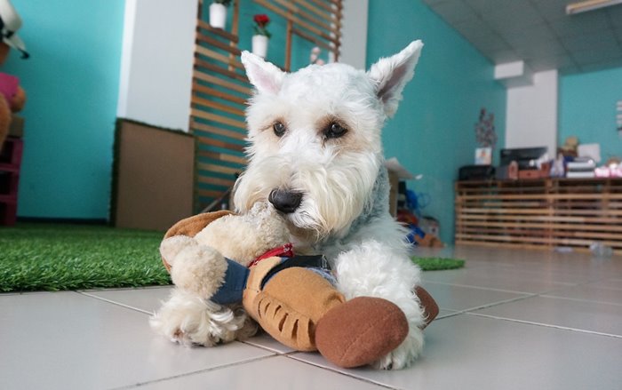 Psi Koji Se Ne Linjaju Patuljasti Šnaucer 5