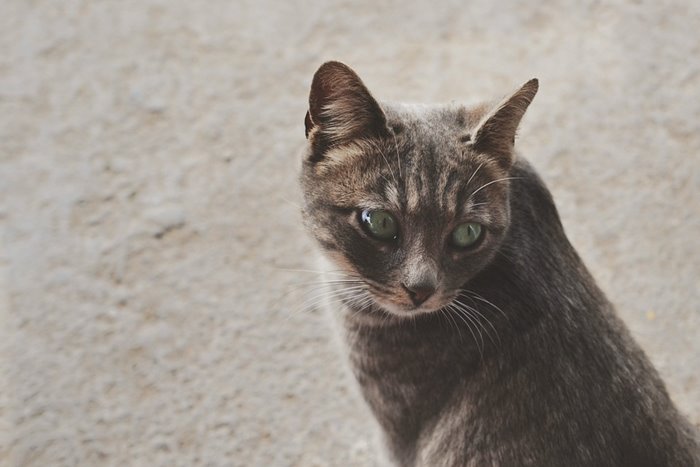 Međunarodni Dan Napuštenih Životinja 2 Cat 690185 960 720