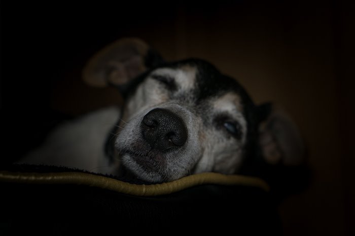 Međunarodni Dan Napuštenih Životinja 1 Dog 2183114 1920