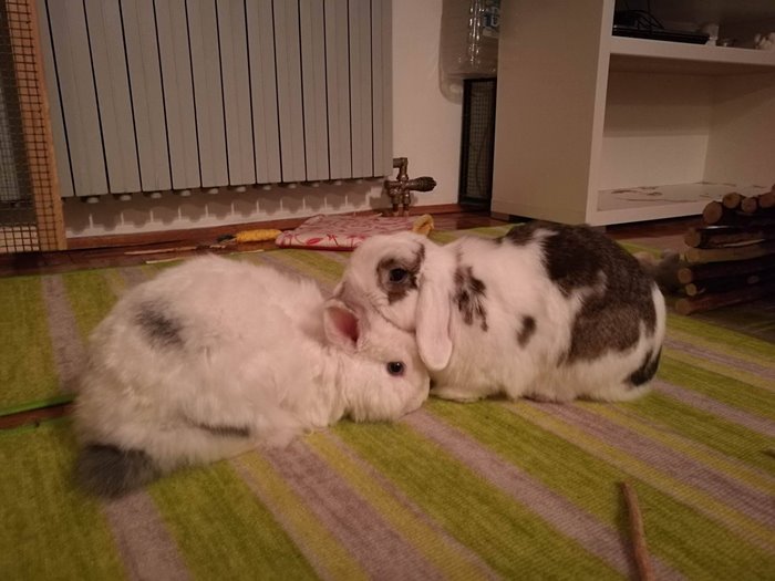10 Savjeta Za Sreću Patuljastog Kunića 1 10 Savjeta Za Sreću Patuljastog Kunića 02
