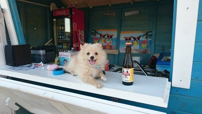 Montys Dog Beachbar 02