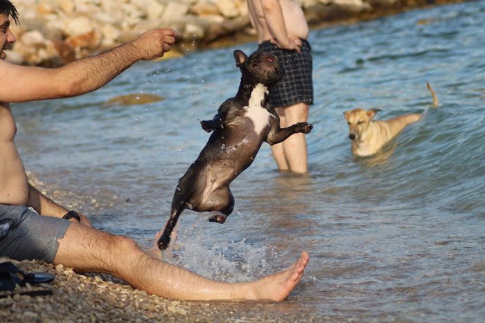 Montys Dog Beachbar 05