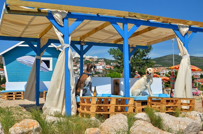 Montys Dog Beachbar 06
