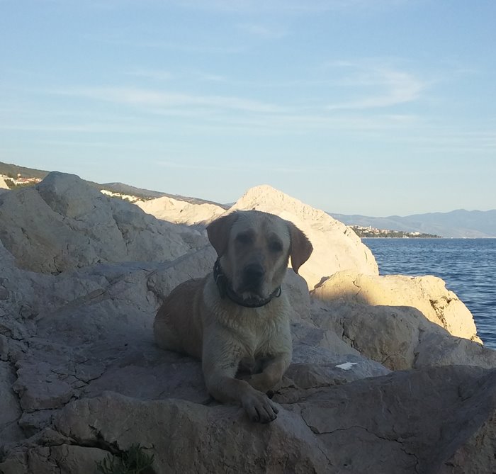 Toplotni Udar Kod Pasa 2 Toplotni Udar Kod Pasa 03