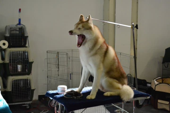 Cacib