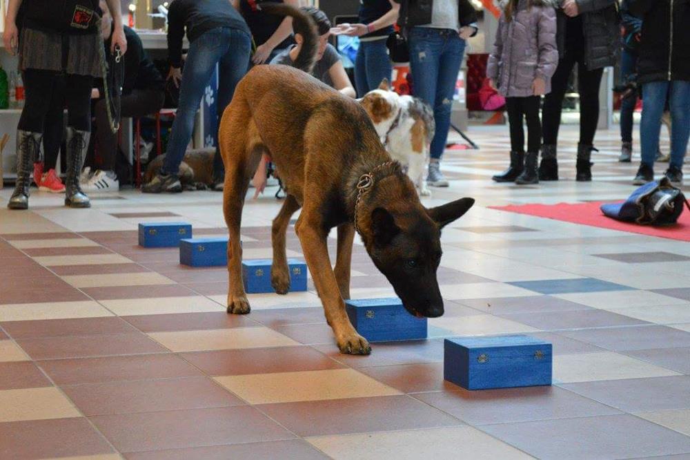 Alfa Canis - Školovanje Ljudi I Pasa 13 Alfa Canis 008