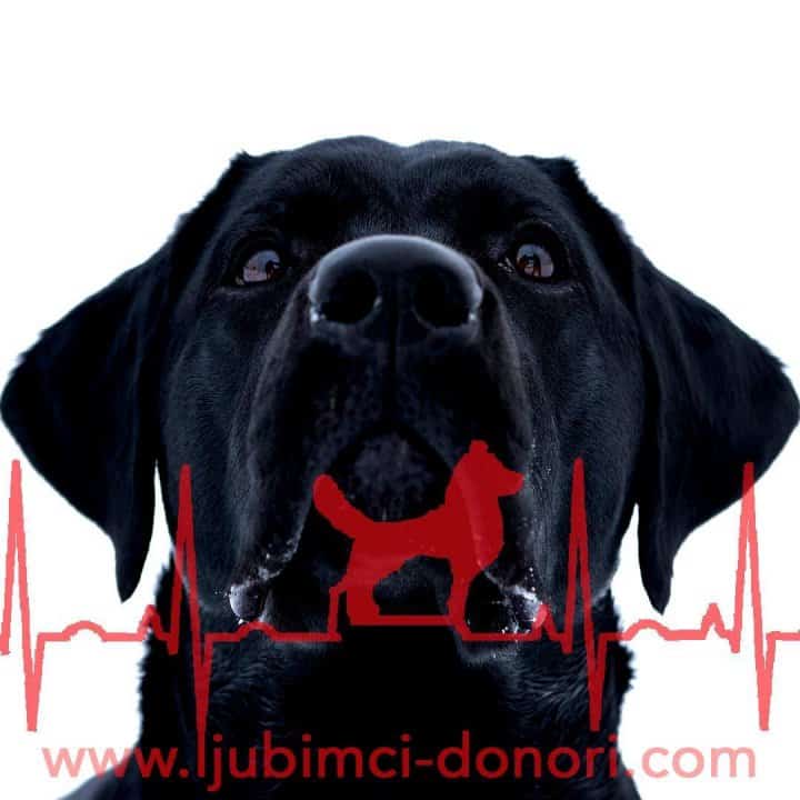Ljubimci Donori 28 26757234 2051348825107682 4490173660412879861 O
