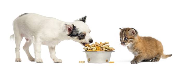 Chihuahua I Azijska Zlatna Mačka Prehrana