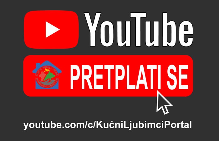 Kućni Ljubimci Portal YouTube kanal