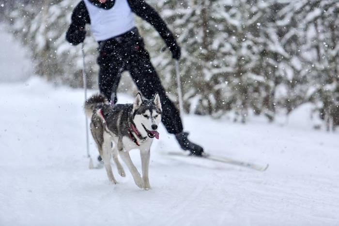 Skijoring Pas Zima Skijanje Trčanje Snijeg
